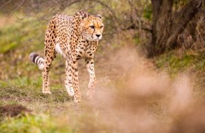 Afrika’nın En Etkileyici 7 Ulusal Parkı Masai Mara Ulusal Parkı