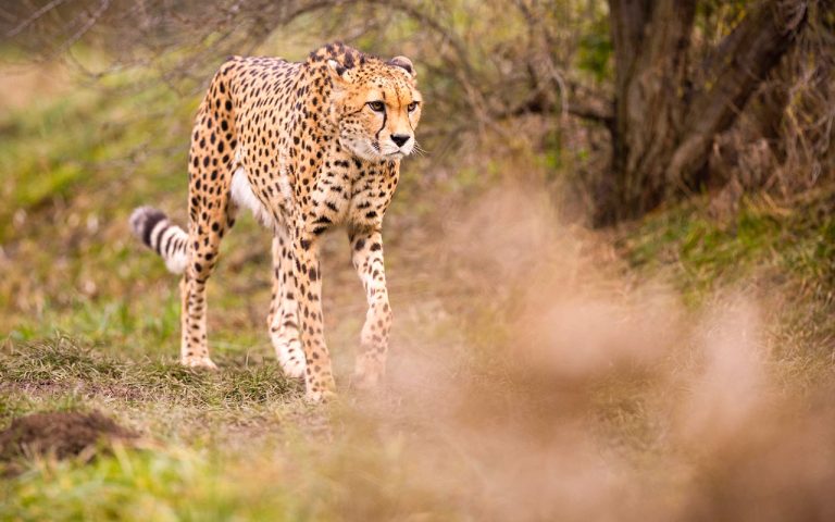 Masai Mara Ulusal Parkı