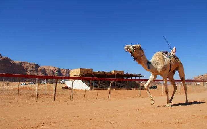Wadi Rum çölünde geleneksel Bedevi binicilerle yapılan deve yarışı